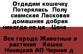 Отдадим кошечку.Потерялась. Полу сиамская.Ласковая,домашняя,добрая,никогда не ца › Цена ­ 1 - Все города Животные и растения » Кошки   . Ненецкий АО,Черная д.